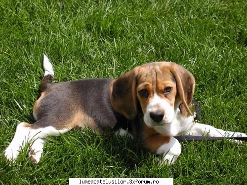 Beagle - TARA DE ORIGINE Anglia. APTITUDINI Caine de - Rase de caini
