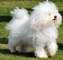 Bichon Bolognese - TARA IN CARE ESTE INREGISTRAT: Italia INATIME - Rase de caini
