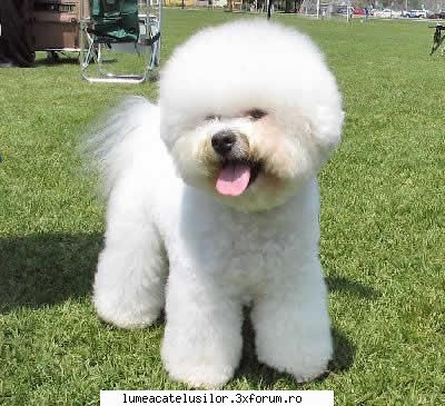 Bichon Frise - TARA DE ORIGINE Belgia si Franta. APTITUDINI - Rase de caini