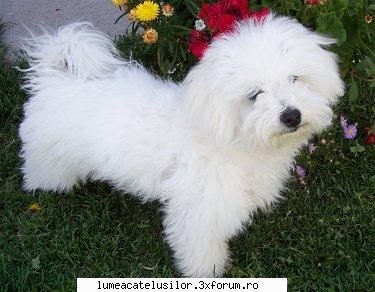 bichon de origine este un caine de nu trebuie sa mai mult de 6 kg (13,5 formata din fire de par