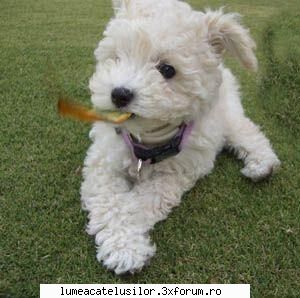 Caniche - Inaltime: sunt trei varietati: Urias: 45-60cm - Rase de caini