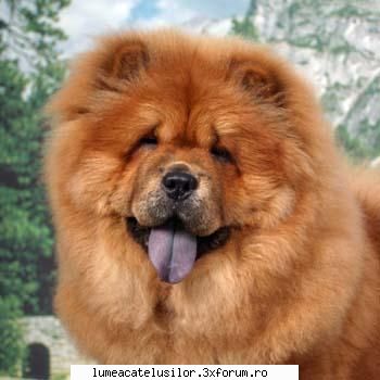Chow Chow - TARA IN CARE ESTE INREGISTRAT: China INALTIME - Rase de caini