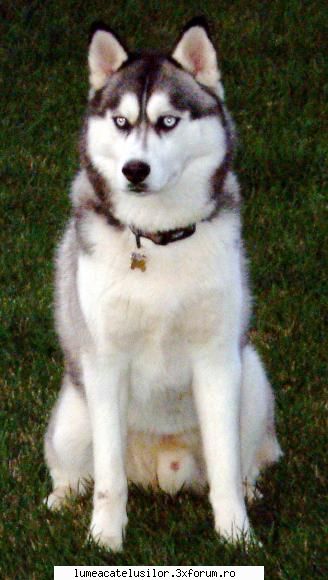 Husky Siberian - Tip: lupoid. Talie: 53-60 cm pentru masculi - Rase de caini