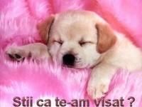 cainele se tot urca in pat desi nu are voie ? asta inseamna ca atunci cand era mic il urcati in pat